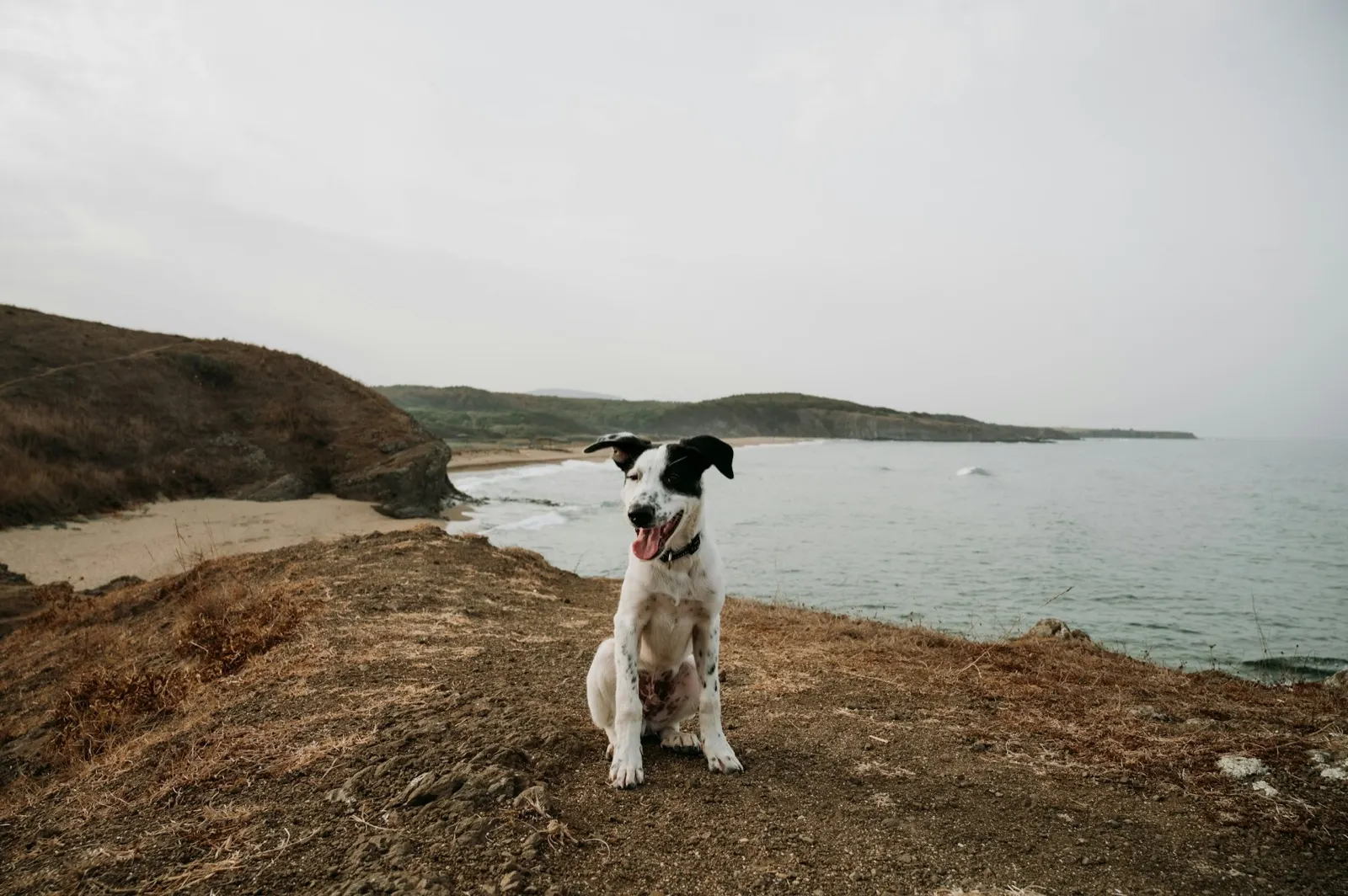 Affordable Dog Cremation: Compassionate Service by Animal Aftercare.