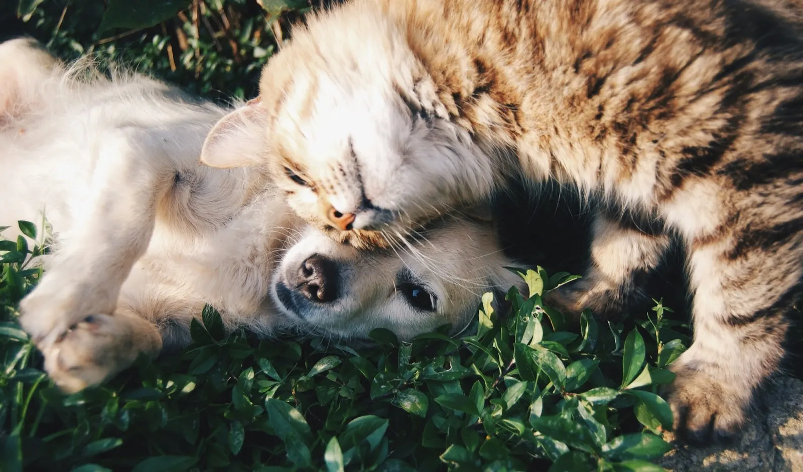 Affordable Pet Cremation Near Me - Animal Aftercare.