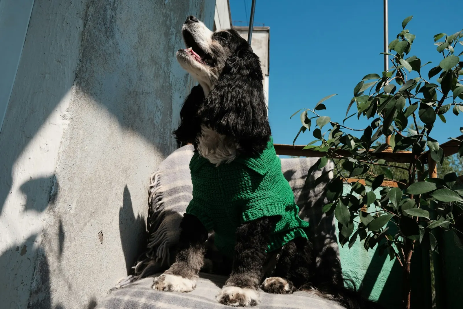 Animal Ashes Urn: A Compassionate Choice from Animal Aftercare.