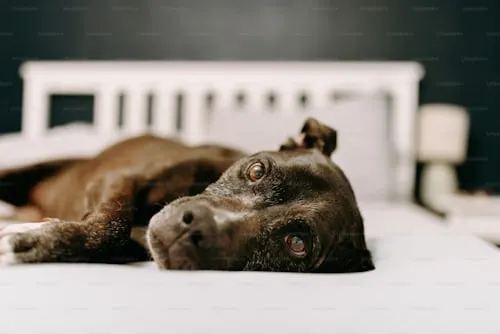 Animal Aftercare: Find an Animal Crematory Near Me.