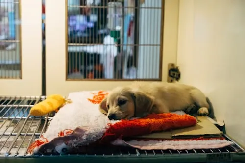 At Home Pet Euthanasia Cost: Understanding the Pricing with Animal Aftercare.