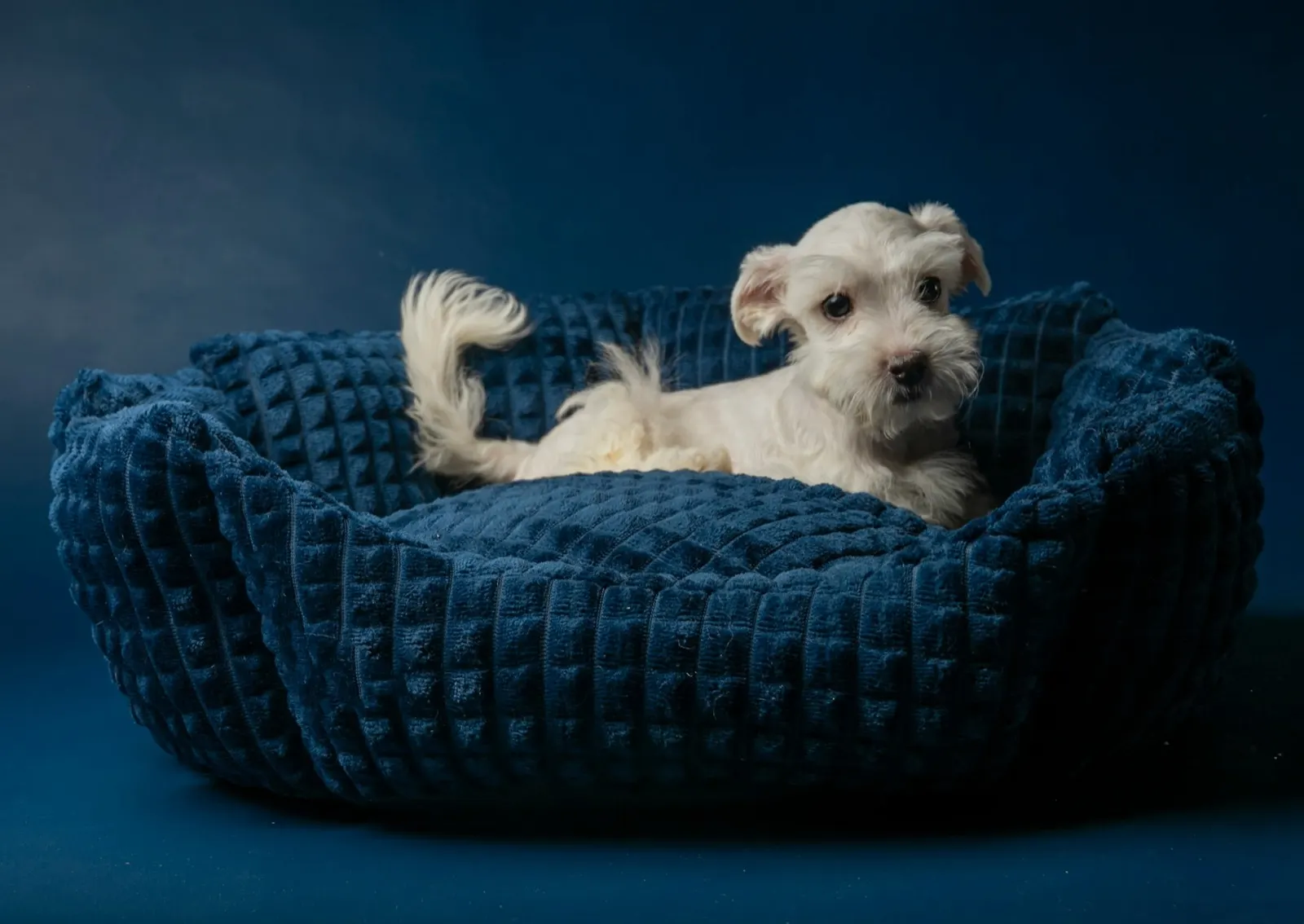 Biodegradable Box for Pet Burial: A Responsible Choice by Animal Aftercare.