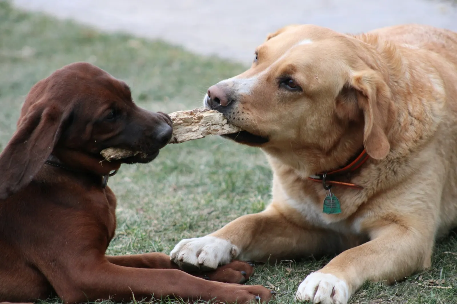 Can I Euthanize My Dog with Gabapentin? Insights from Animal Aftercare.