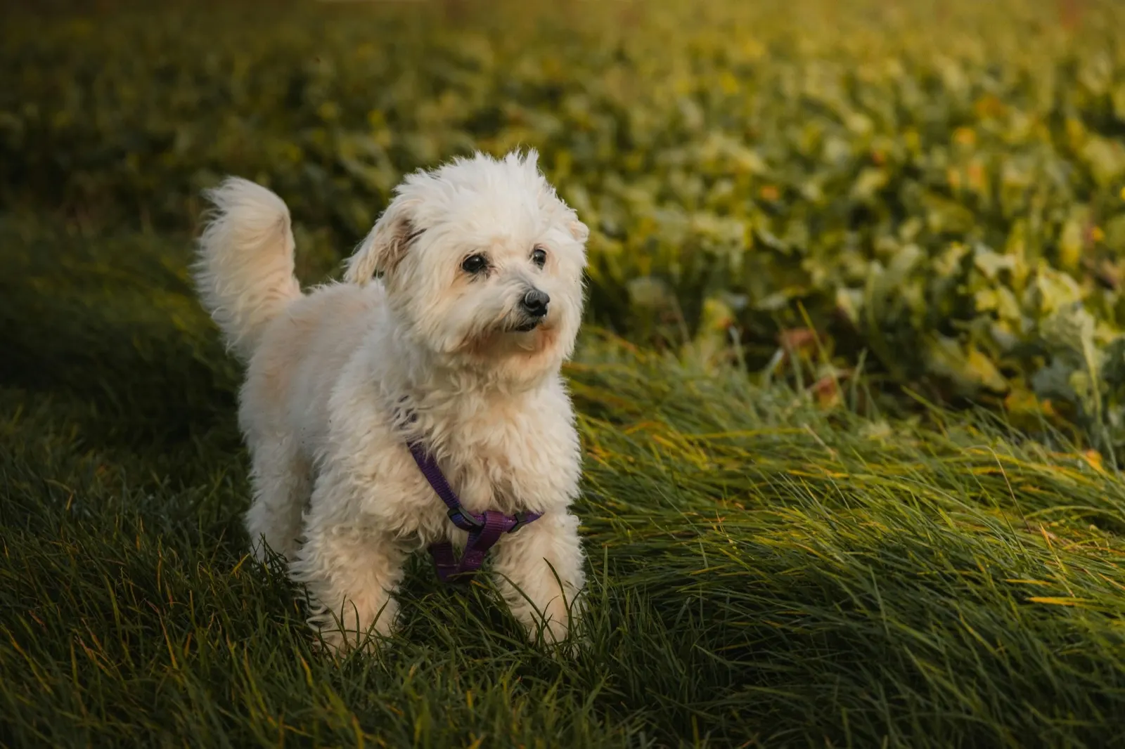 Can You Bury an Urn in Your Backyard? Understanding the Guidelines from Animal Aftercare.
