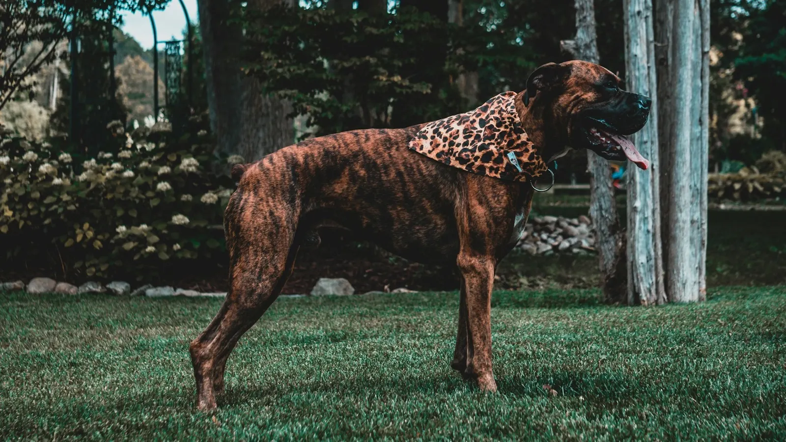 Can You Bury Ashes in Your Backyard? Considerations from Animal Aftercare.