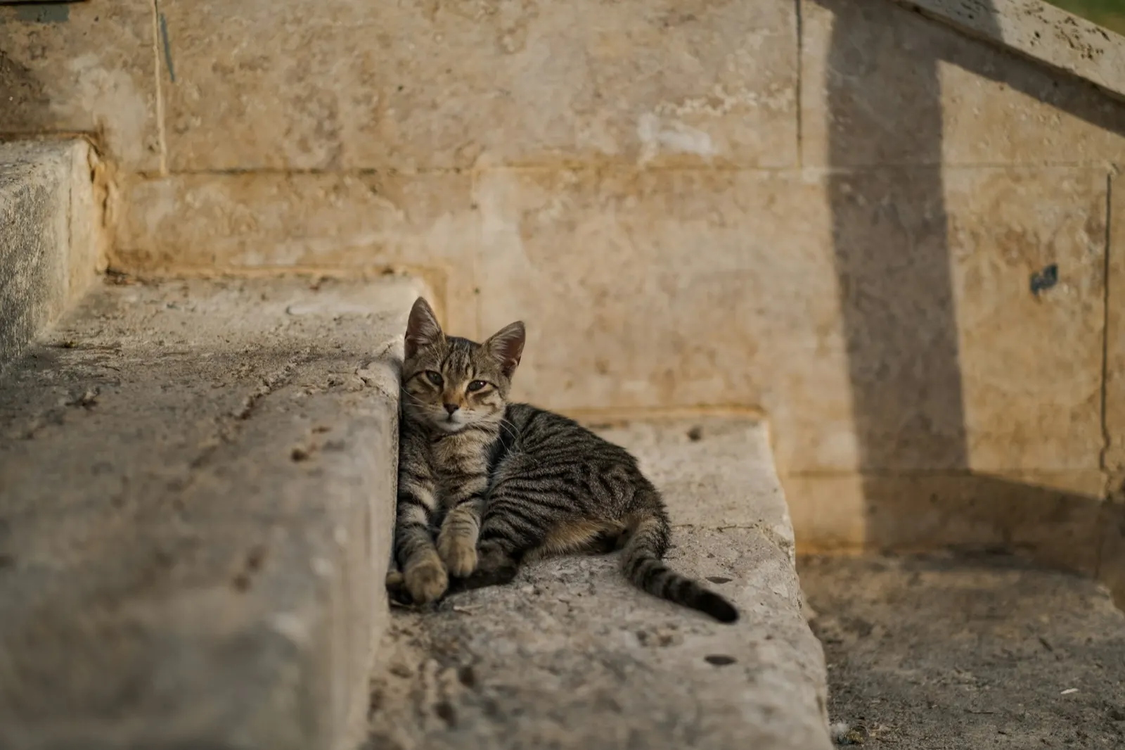 Cat Casket for Burial: A Compassionate Choice from Animal Aftercare.