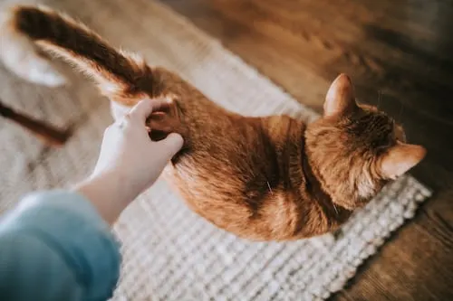 Cat Casket Options at Animal Aftercare: A Guide to Choosing the Right One.