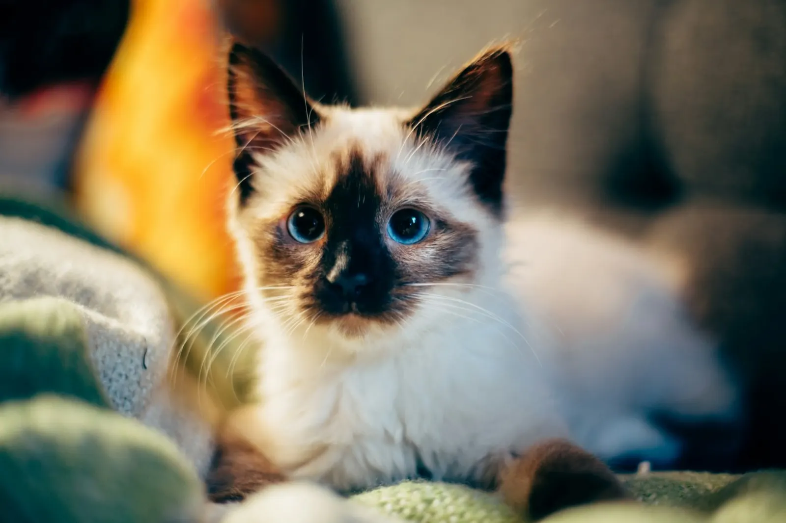 Cat Cremation Near Me Prices: Understanding Costs with Animal Aftercare.