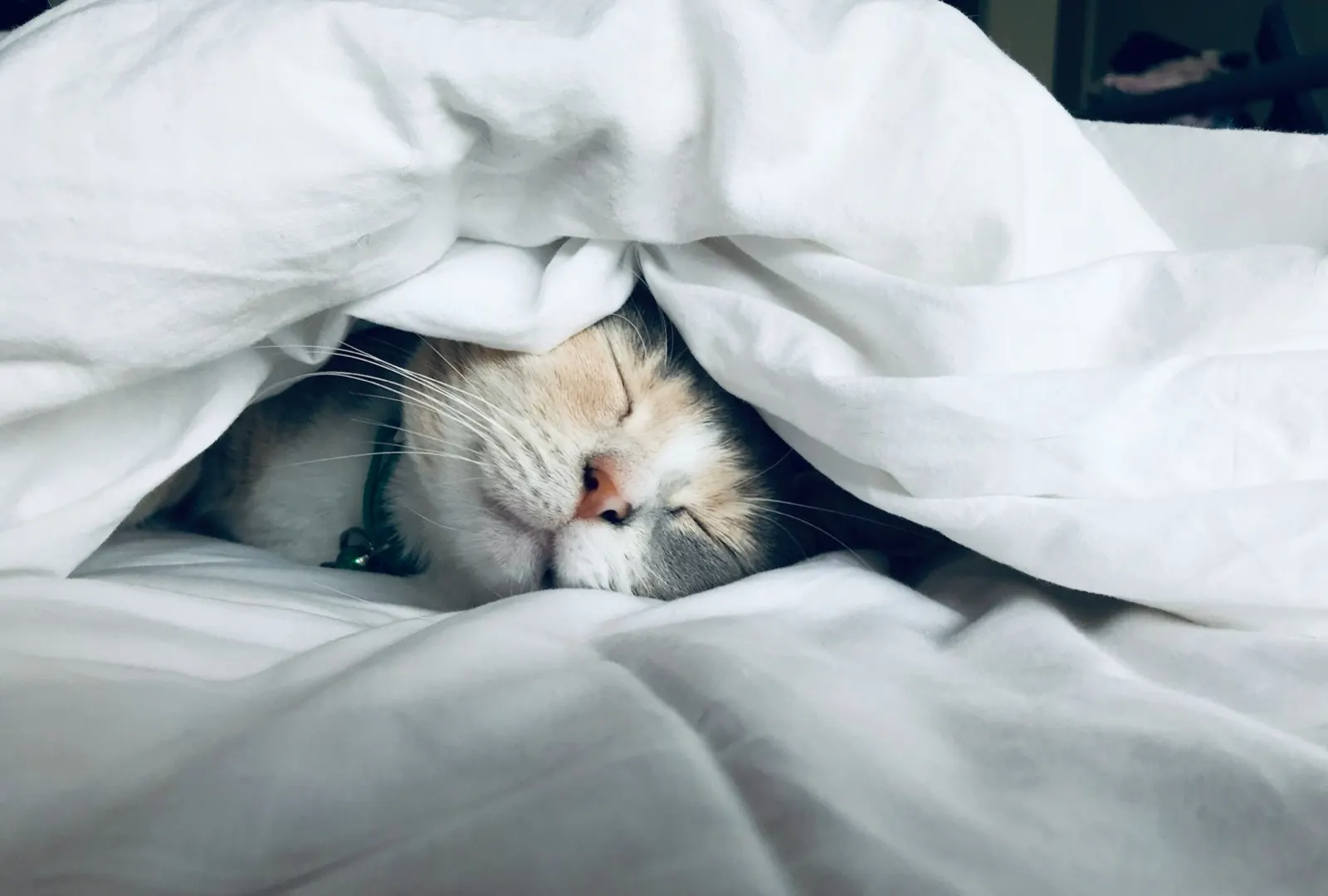 Cat Cremation Services Near Me: Compassionate Care by Animal Aftercare.