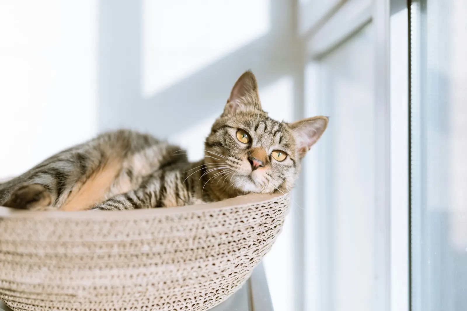 Cat Funeral Service: Compassionate Animal Aftercare for Your Beloved Pet.