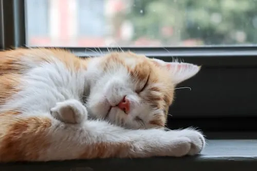 Cat Memorial: Honoring Your Feline Friend with Animal Aftercare.