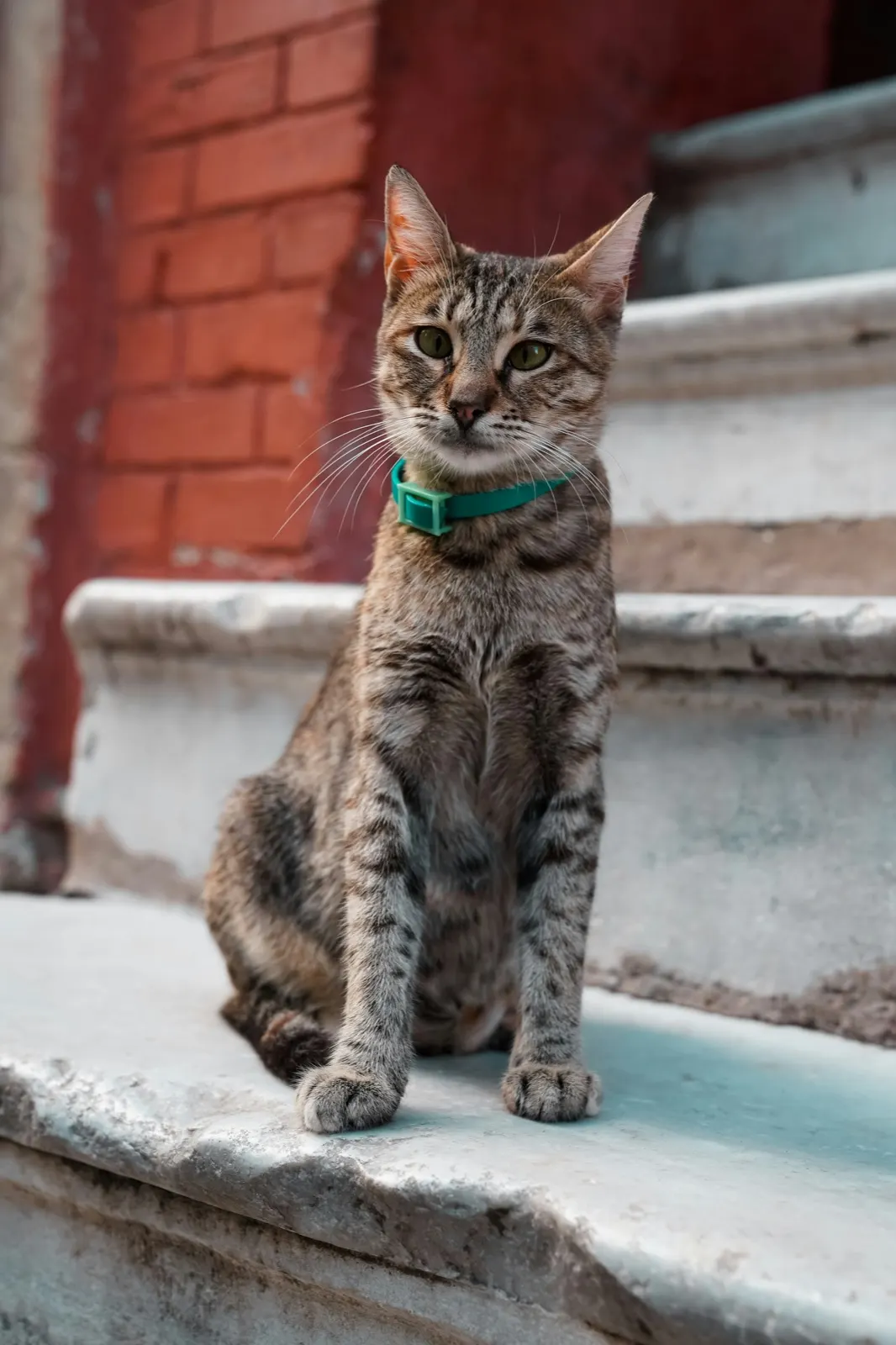 Congestive Heart Failure in Cats: When to Euthanize - Animal Aftercare.