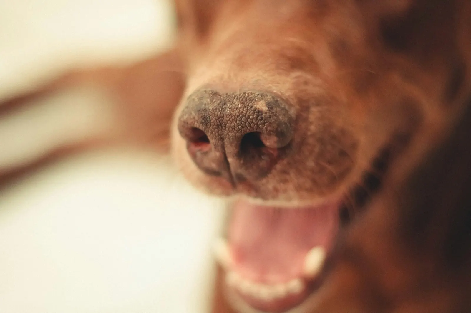Cremation Jewelry for Pets Ashes: A Thoughtful Option from Animal Aftercare.