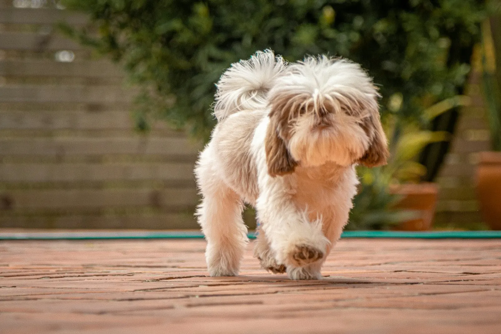 Cremation Urns for Small Dogs: A Compassionate Choice by Animal Aftercare.