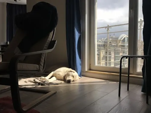 Do Dogs Know When They Are Being Put Down? - Animal Aftercare.
