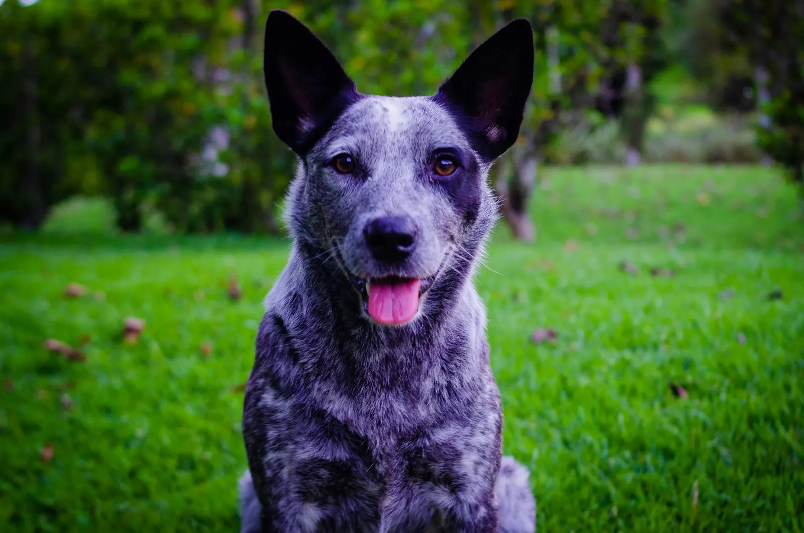 Do They Shave Dogs Before Cremation? Insights from Animal Aftercare.