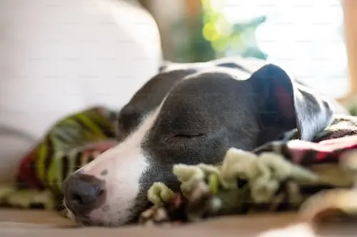 Does Pet Insurance Cover Euthanasia? - Exploring the Coverage Offered by Animal Aftercare.