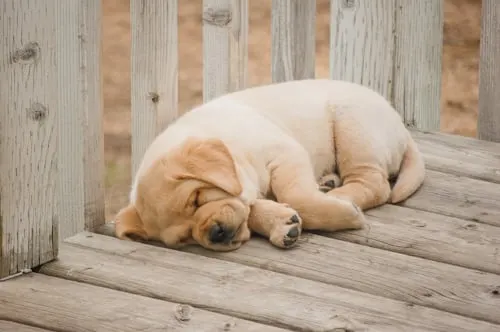 Dog Burial Ideas: Creative and Meaningful Ways to Honor Your Beloved Pet with Animal Aftercare.