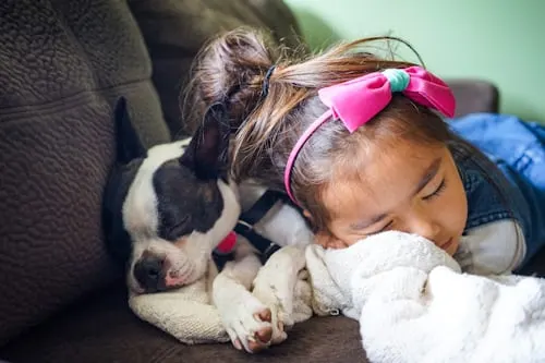 Dog Coffin Options for Animal Aftercare.
