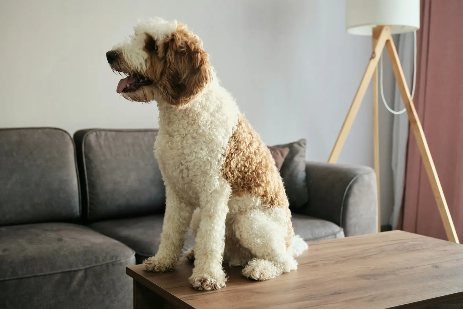 Dog Cremation Ideas: Thoughtful Options from Animal Aftercare.