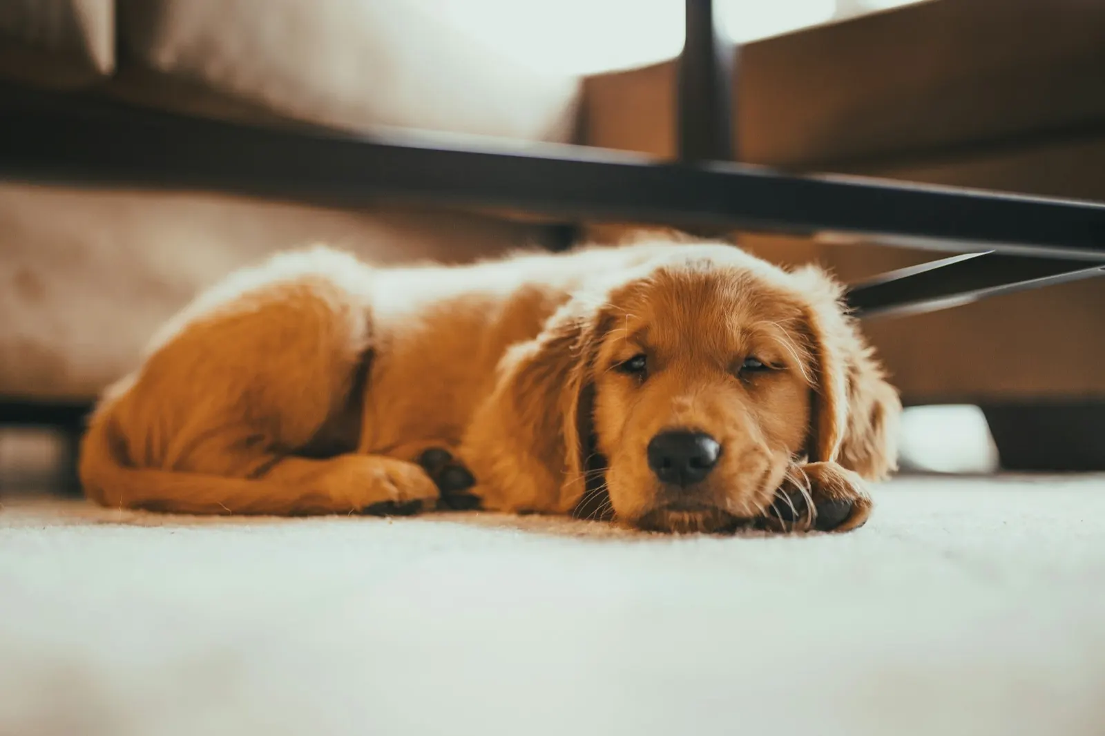 Dog Crematory Near Me: Compassionate Animal Aftercare Services.
