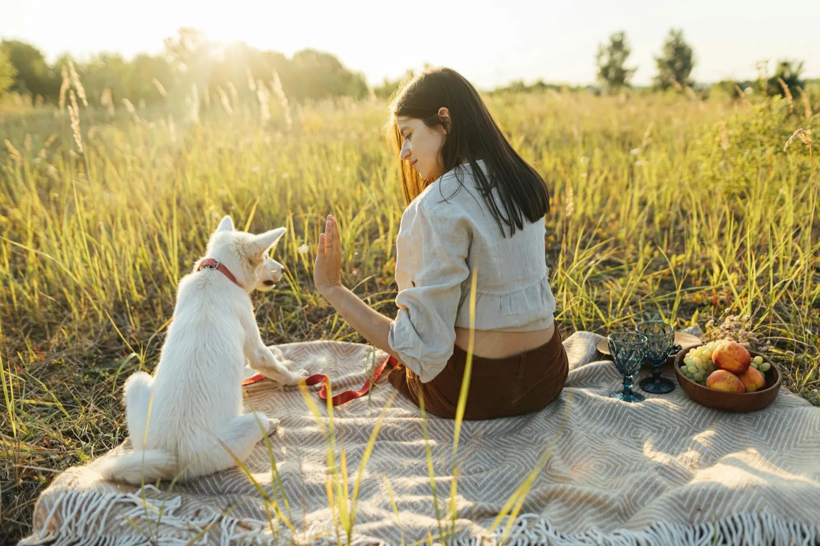 Dog Euthanasia Near Me: Questions and Provider Requests