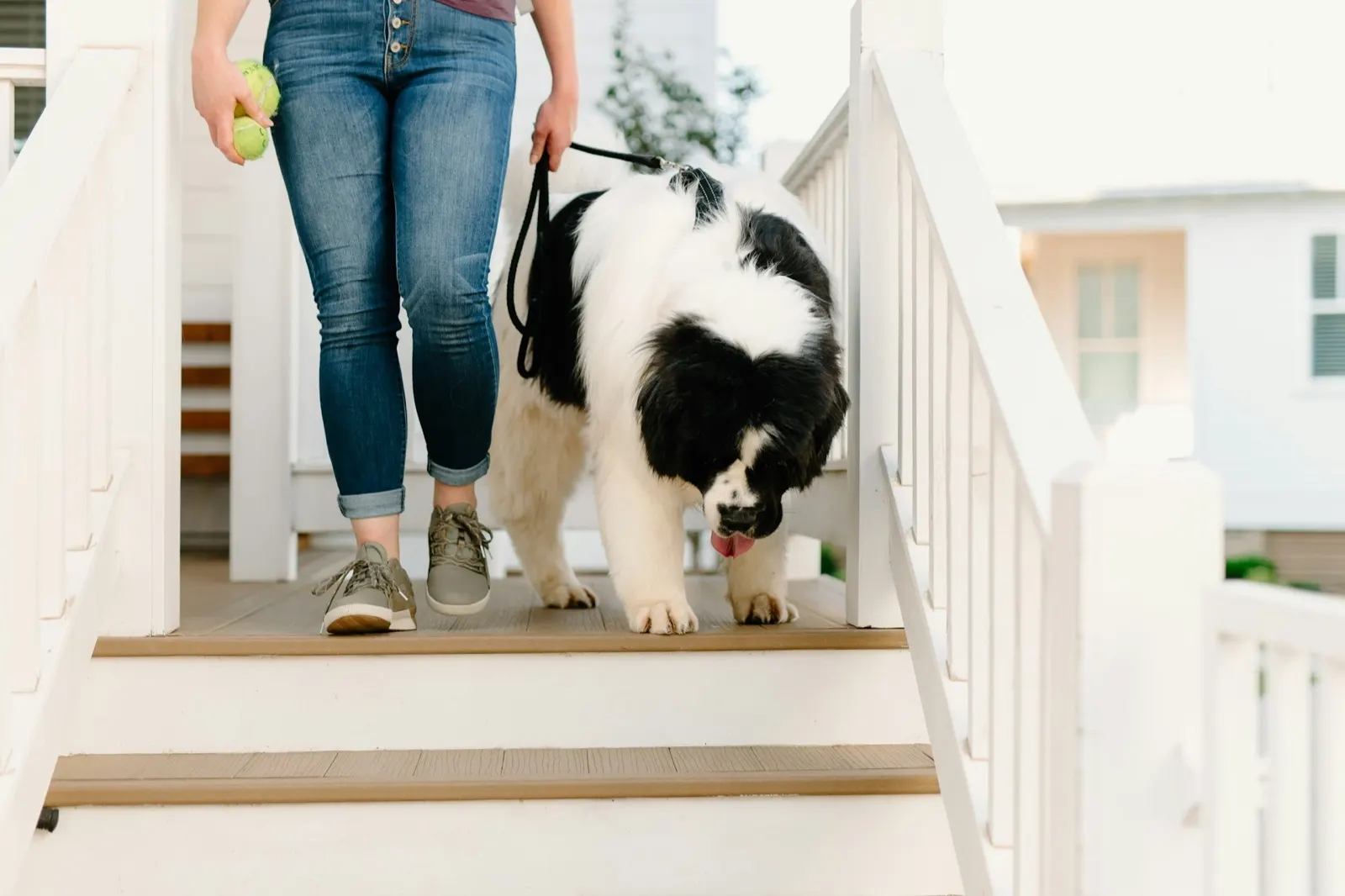 Dog Funeral Cost: Understanding the Expenses of Animal Aftercare.