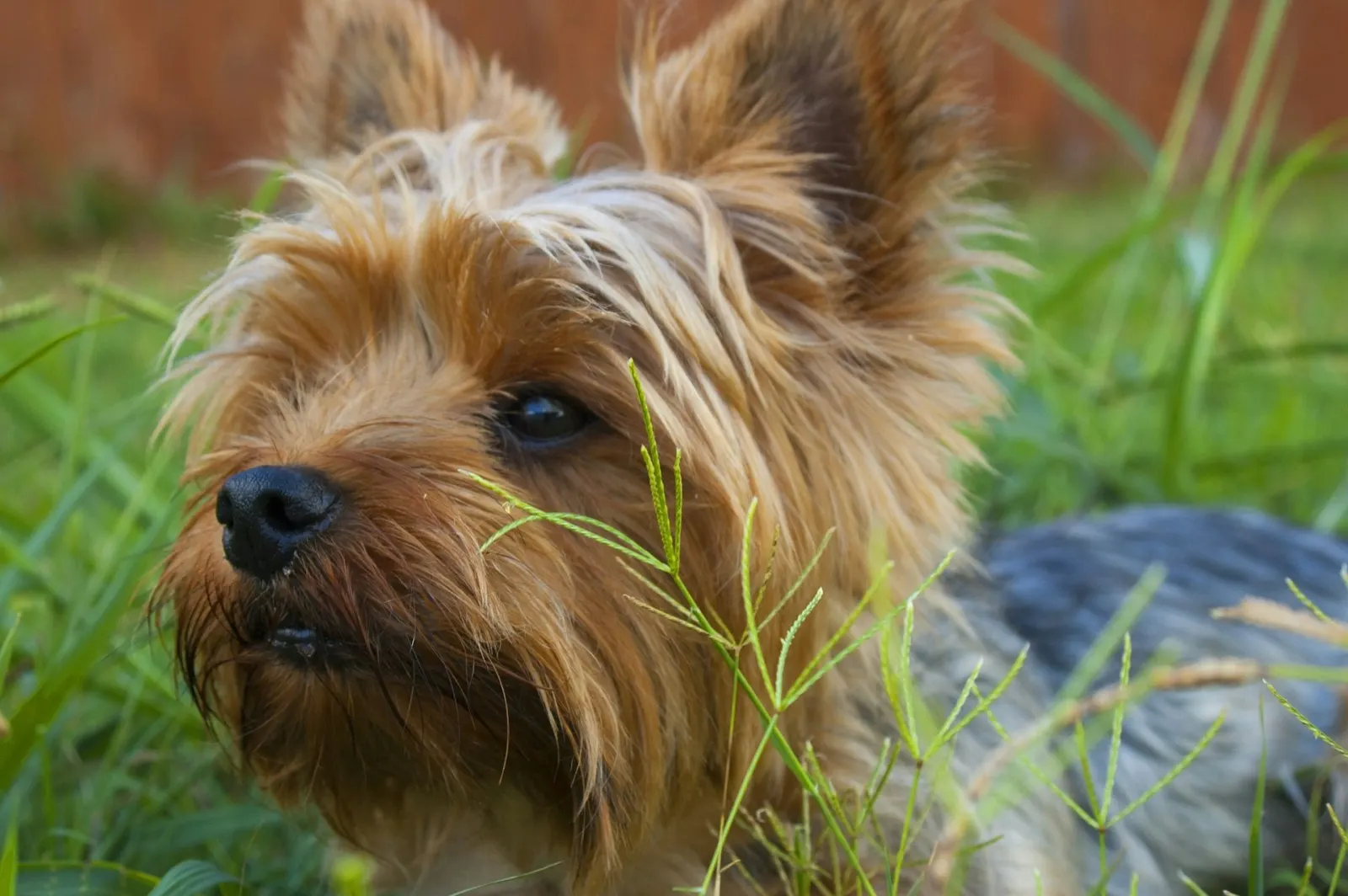 Dog Funeral Services: Questions About Arrangements
