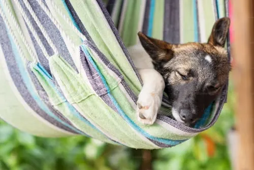 Dog Funeral Speech: How Animal Aftercare Can Help You Say Goodbye.
