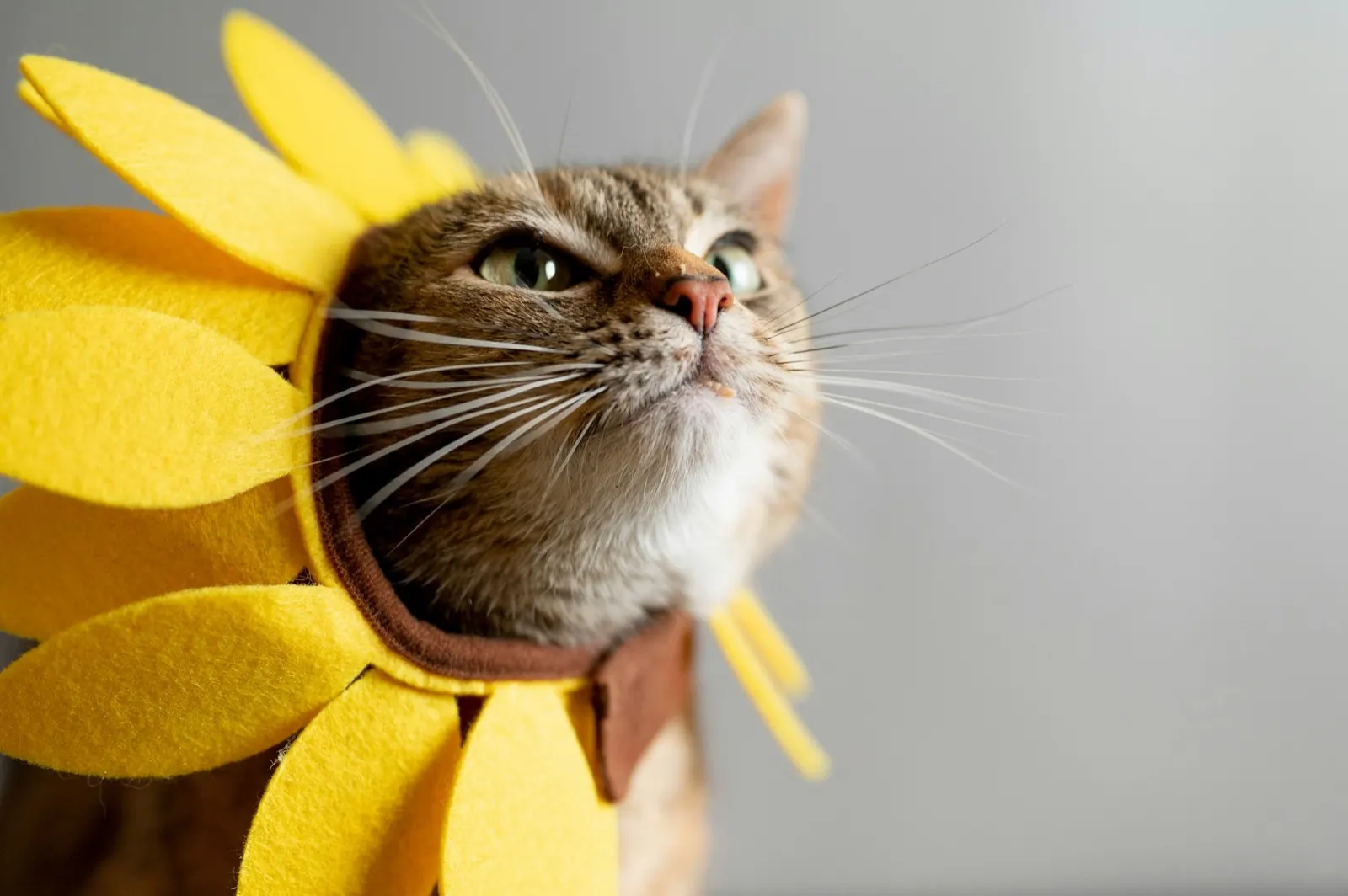 Dying Cat Stages: Understanding the Process with Animal Aftercare.