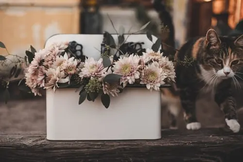 Equine Cremation Services: Animal Aftercare's Expert End-of-Life Care for Horses.