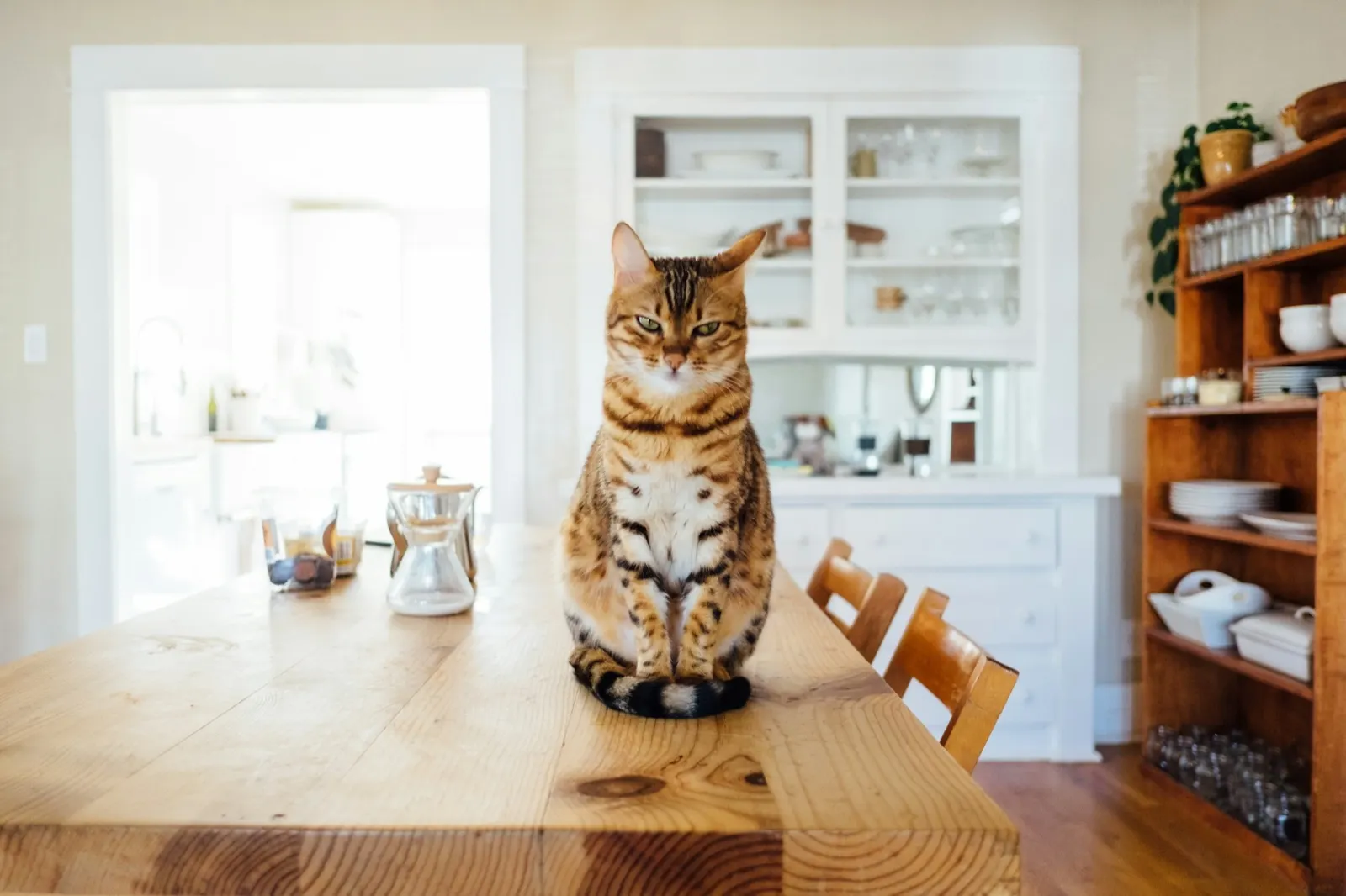 Euthanasia at Home vs Vet: Understanding Your Options with Animal Aftercare.