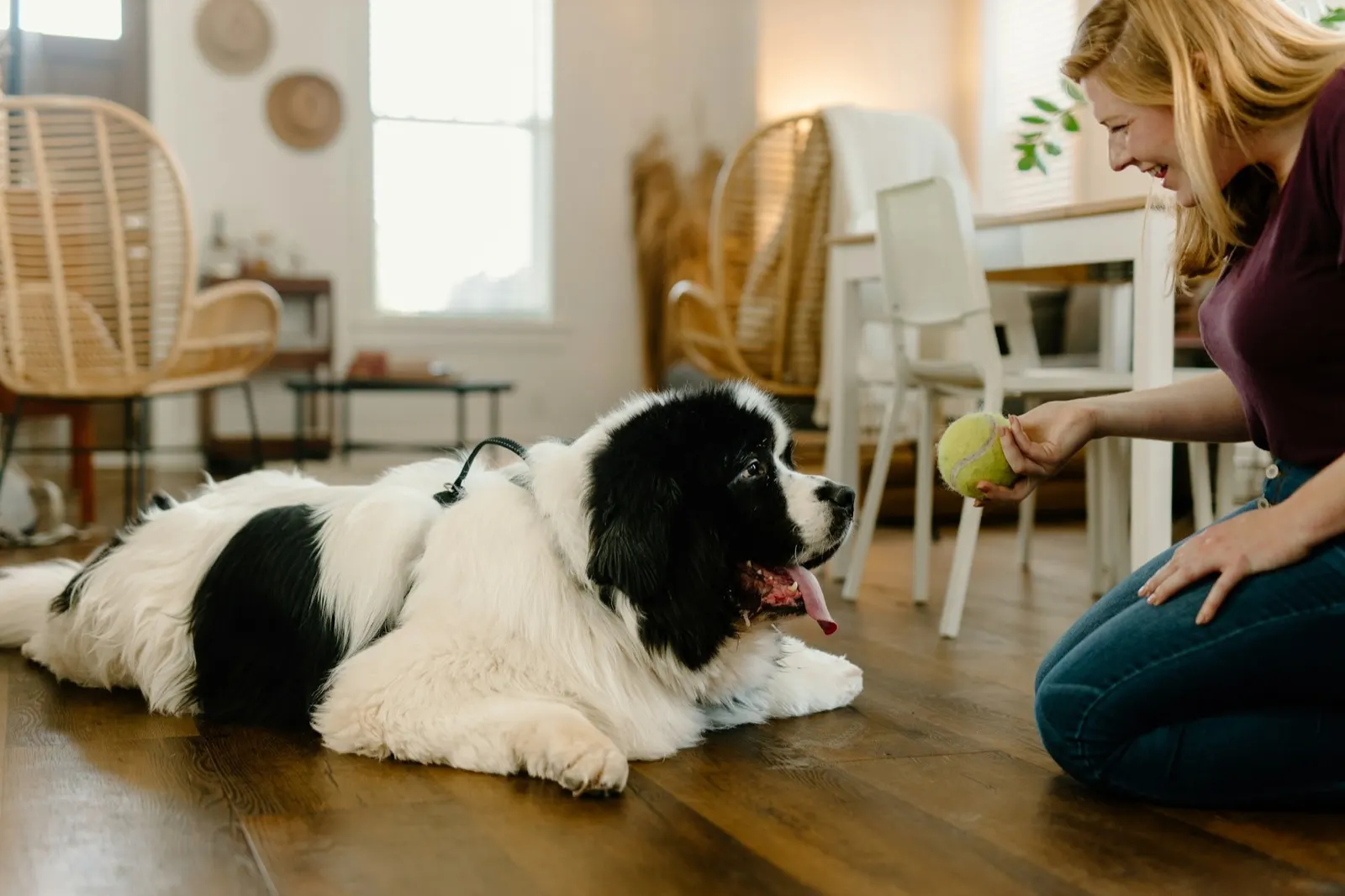 Euthanize a Dog Near Me: Animal Aftercare's Professional and Compassionate Service.