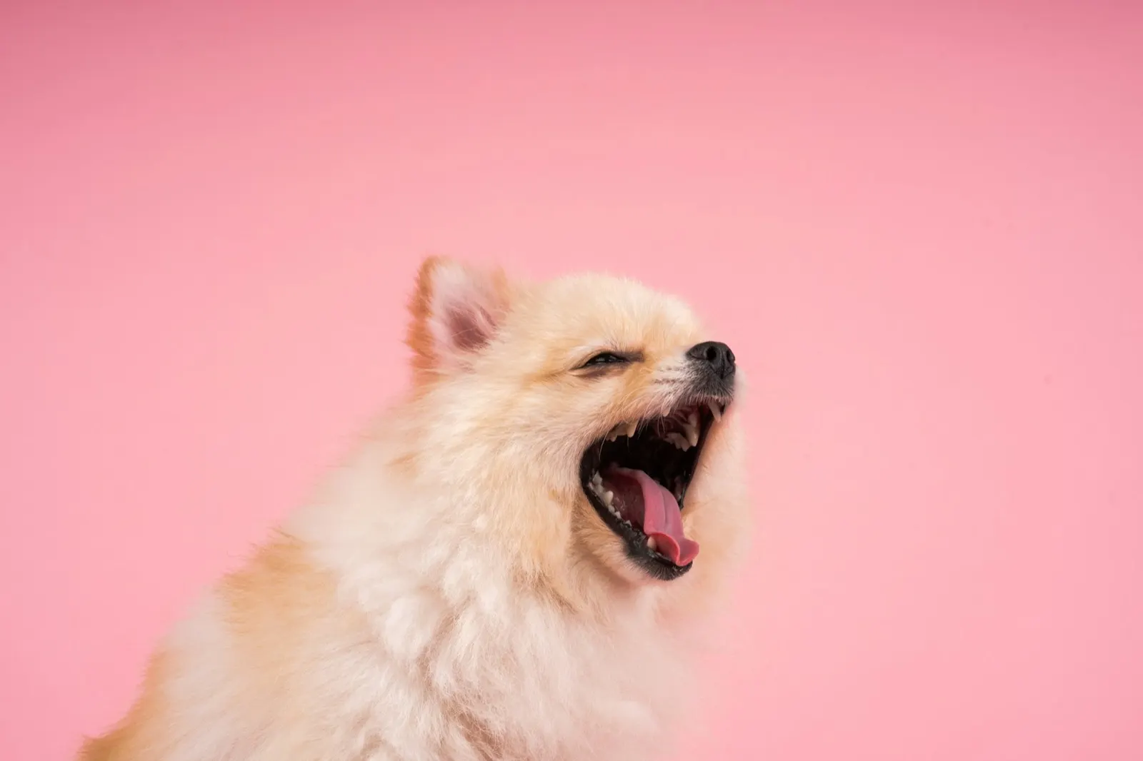 Euthanizing an Aggressive Dog: Animal Aftercare's Expert Guide.
