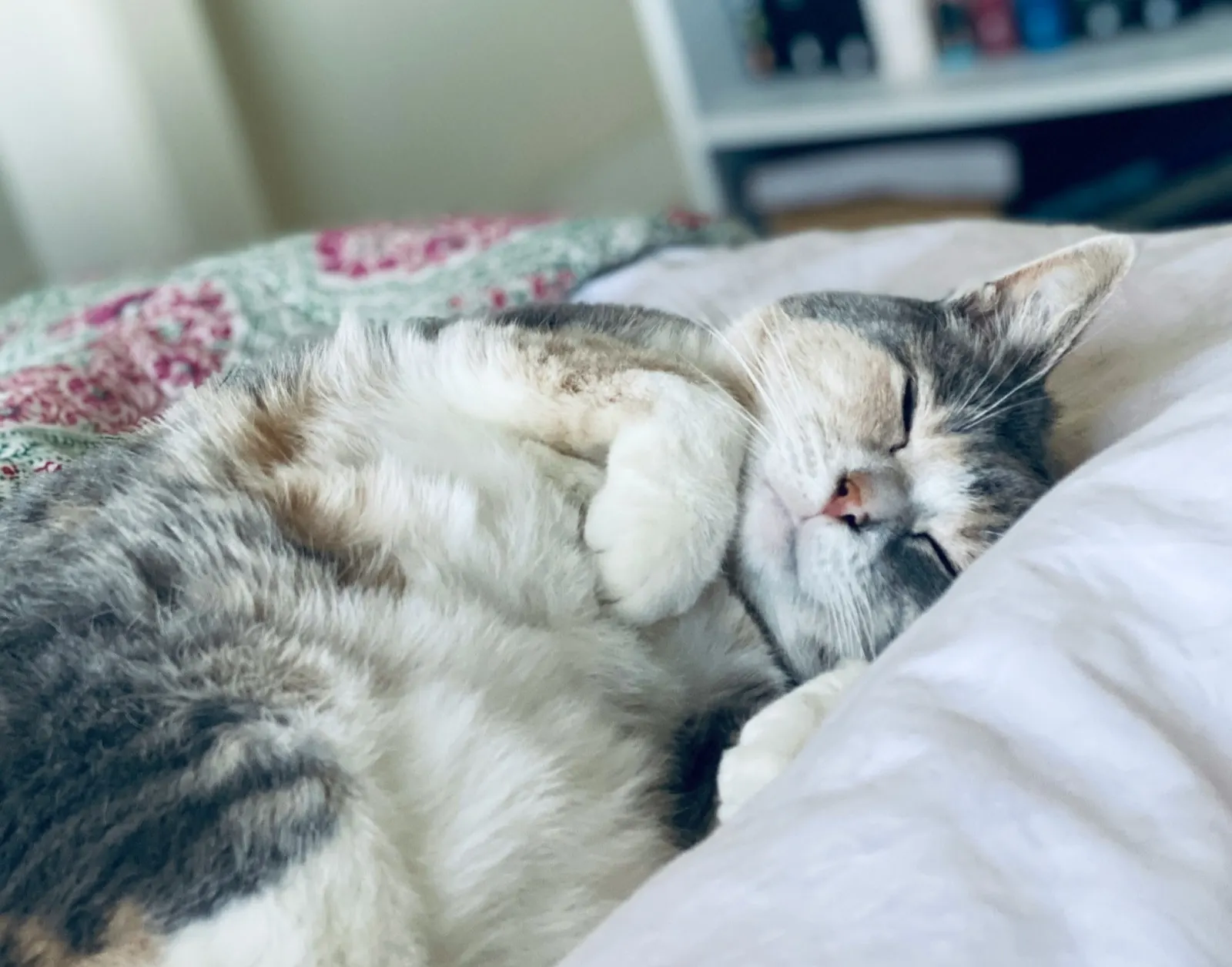 Feline Dementia: When to Euthanize with Guidance from Animal Aftercare.