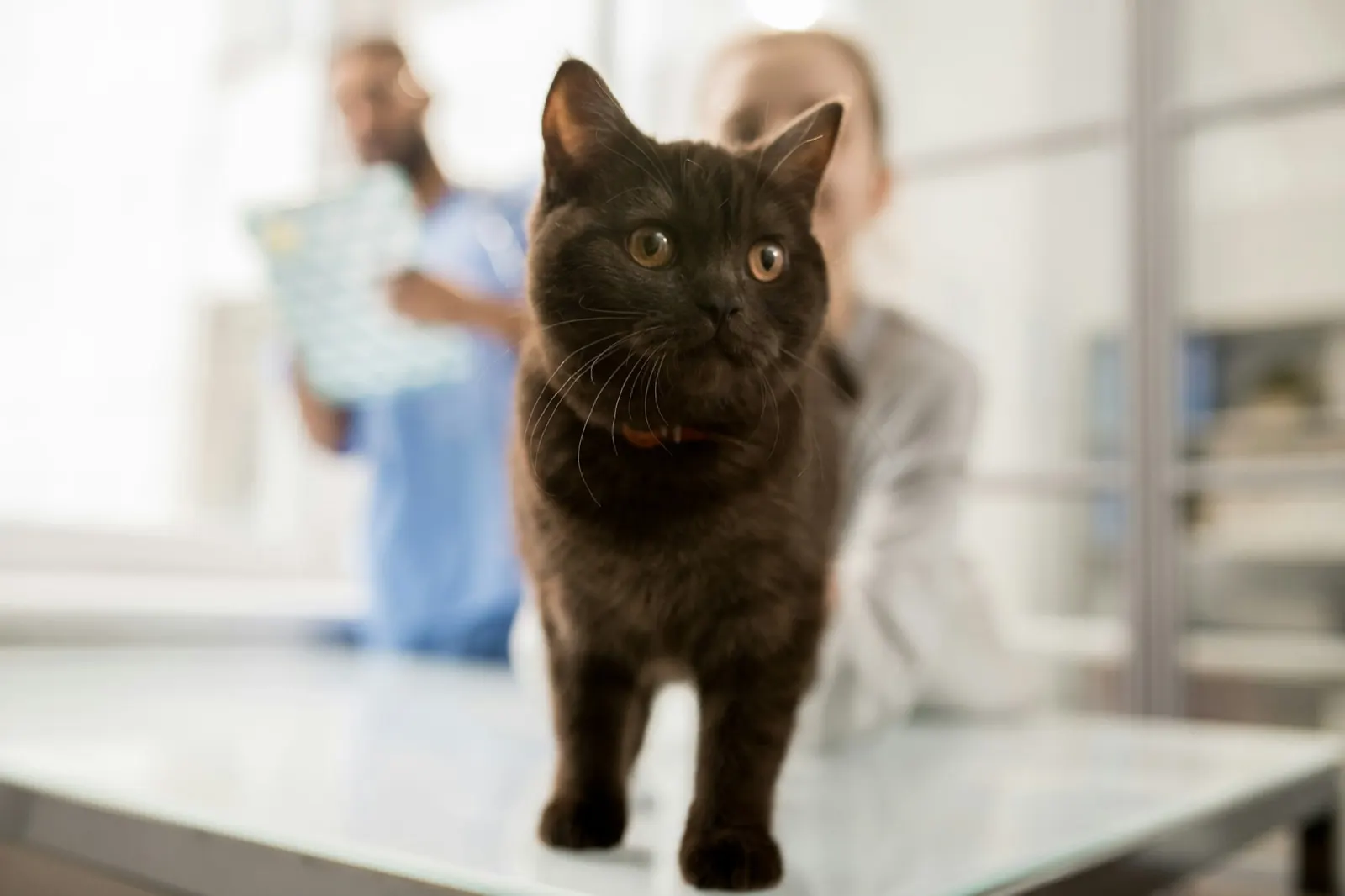 Free Pet Cremation Near Me Prices: Understanding Options with Animal Aftercare.