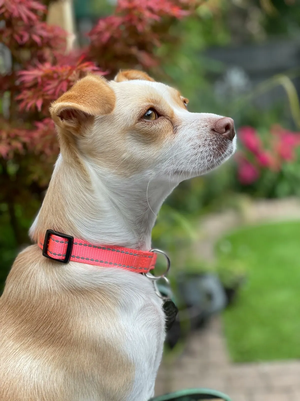 Grieving the Loss of a Pet After Euthanasia: Animal Aftercare's Guide.