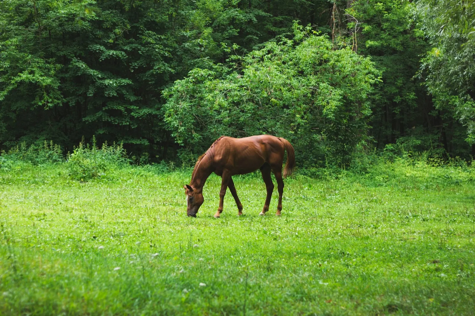 Horse Cremation Near Me: Questions and Provider Requests