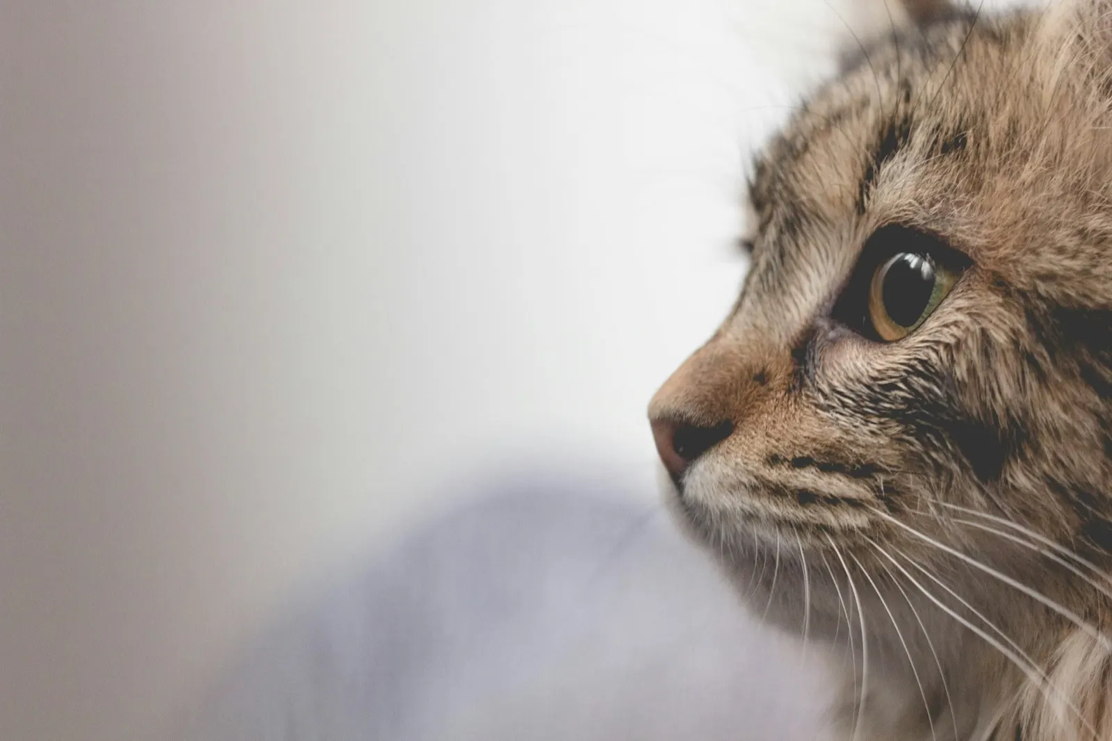 How Can I Help My Cat Pass Peacefully at Home: Insights from Animal Aftercare.