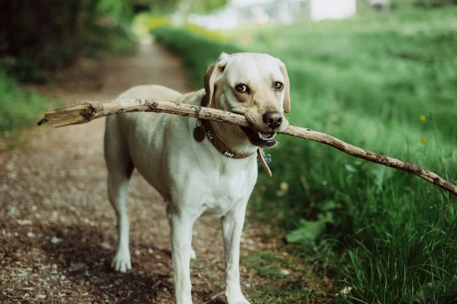 How Can I Help My Dog Pass Away Peacefully: Expert Guidance from Animal Aftercare.