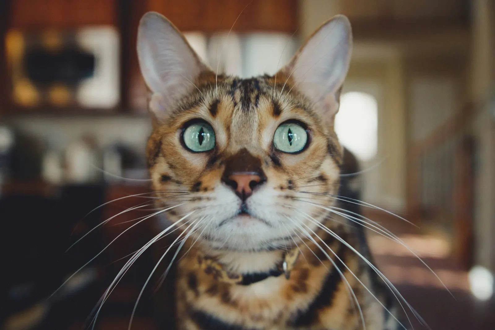 How Do Cats Say Goodbye to Their Owners: Insights from Animal Aftercare.