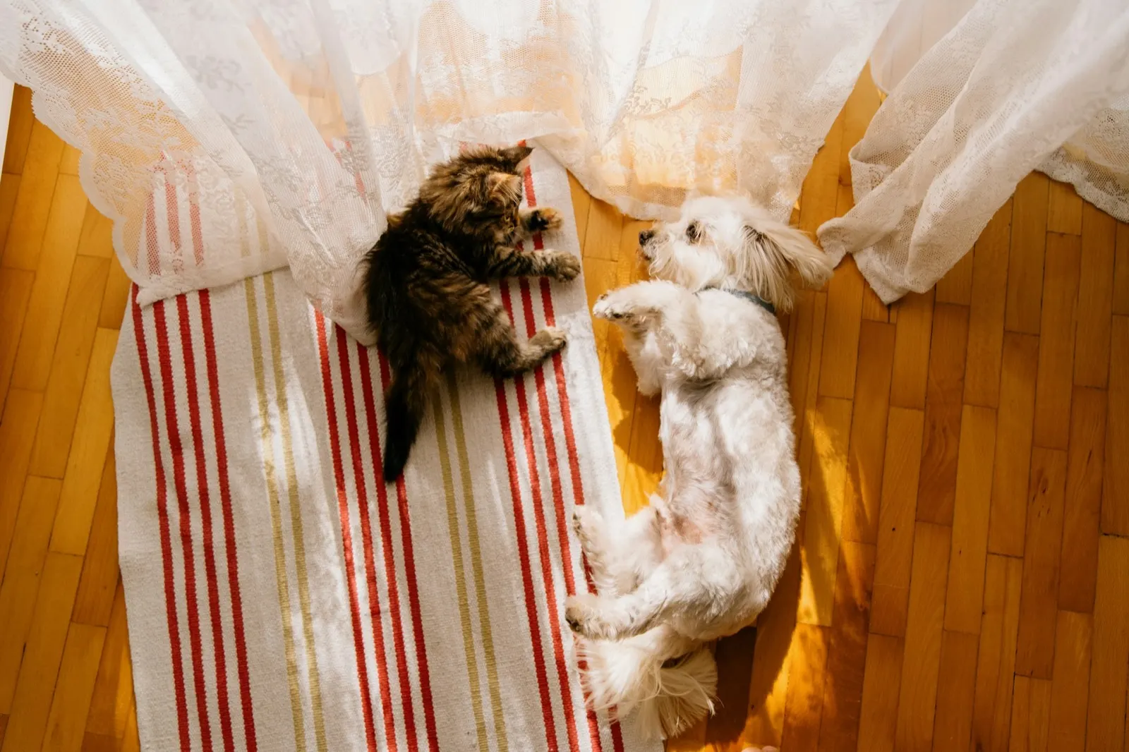 How Do I Know My Dog's Ashes Are His? Insights from Animal Aftercare.