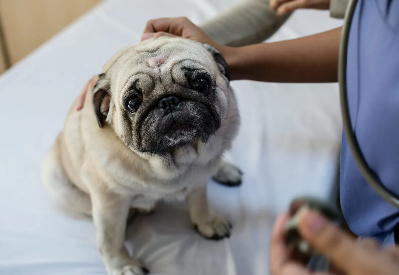 How Do I Prepare to Put My Dog Down: Essential Steps for Animal Aftercare.