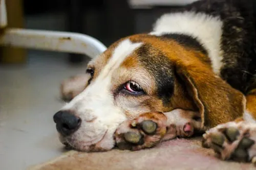 How Long Do Yorkies Live? A Clear Answer from Animal Aftercare.