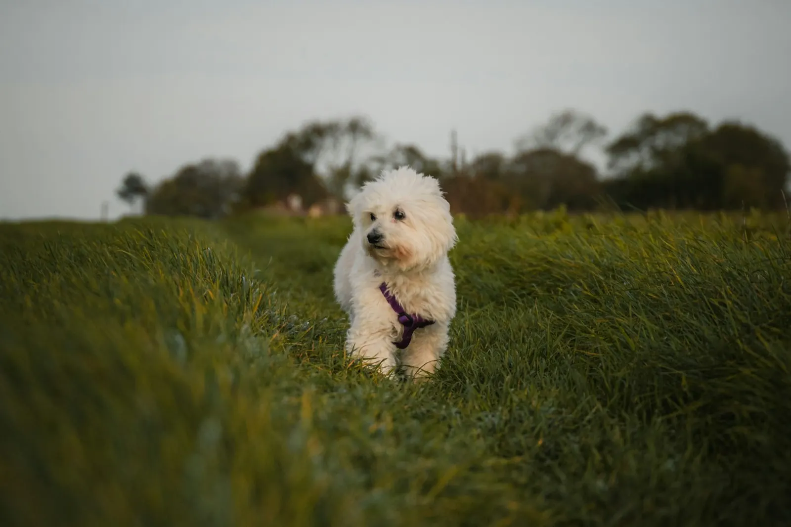 How Long Does a Dog Cremation Take? Insights from Animal Aftercare.