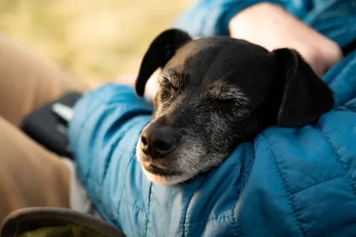 How Long Does It Take for a Dog to Decompose? - Animal Aftercare Explains.