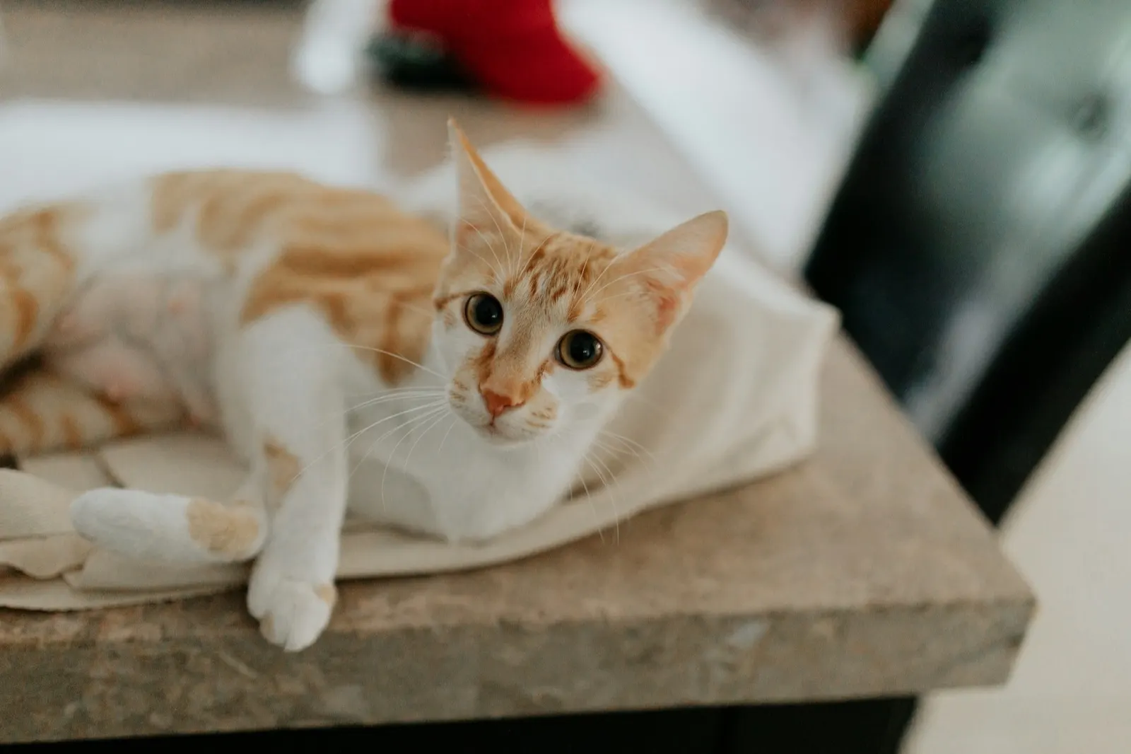 How Long Does It Take to Get Cremated Pet Remains Back? Insights from Animal Aftercare.