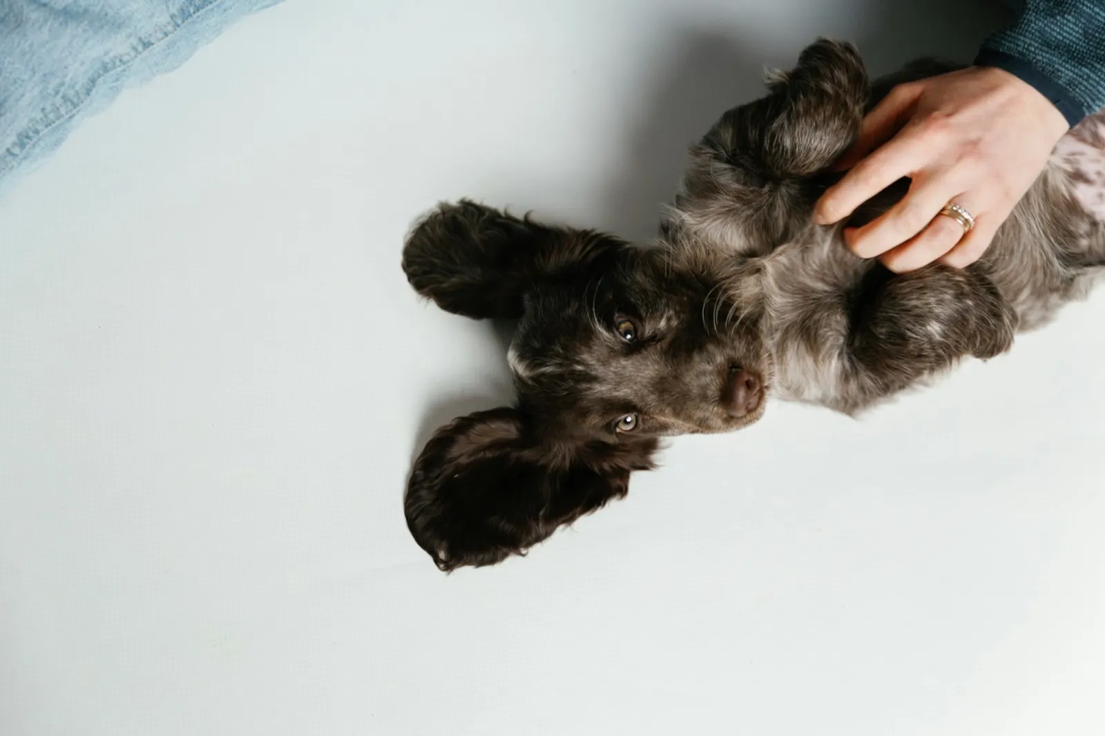 How Much Benadryl Does It Take to Euthanize a Dog? Insights from Animal Aftercare.