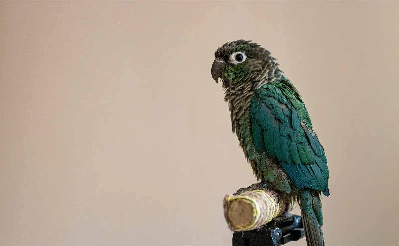 How Much Does It Cost to Cremate a Bird? Understanding Animal Aftercare Options.