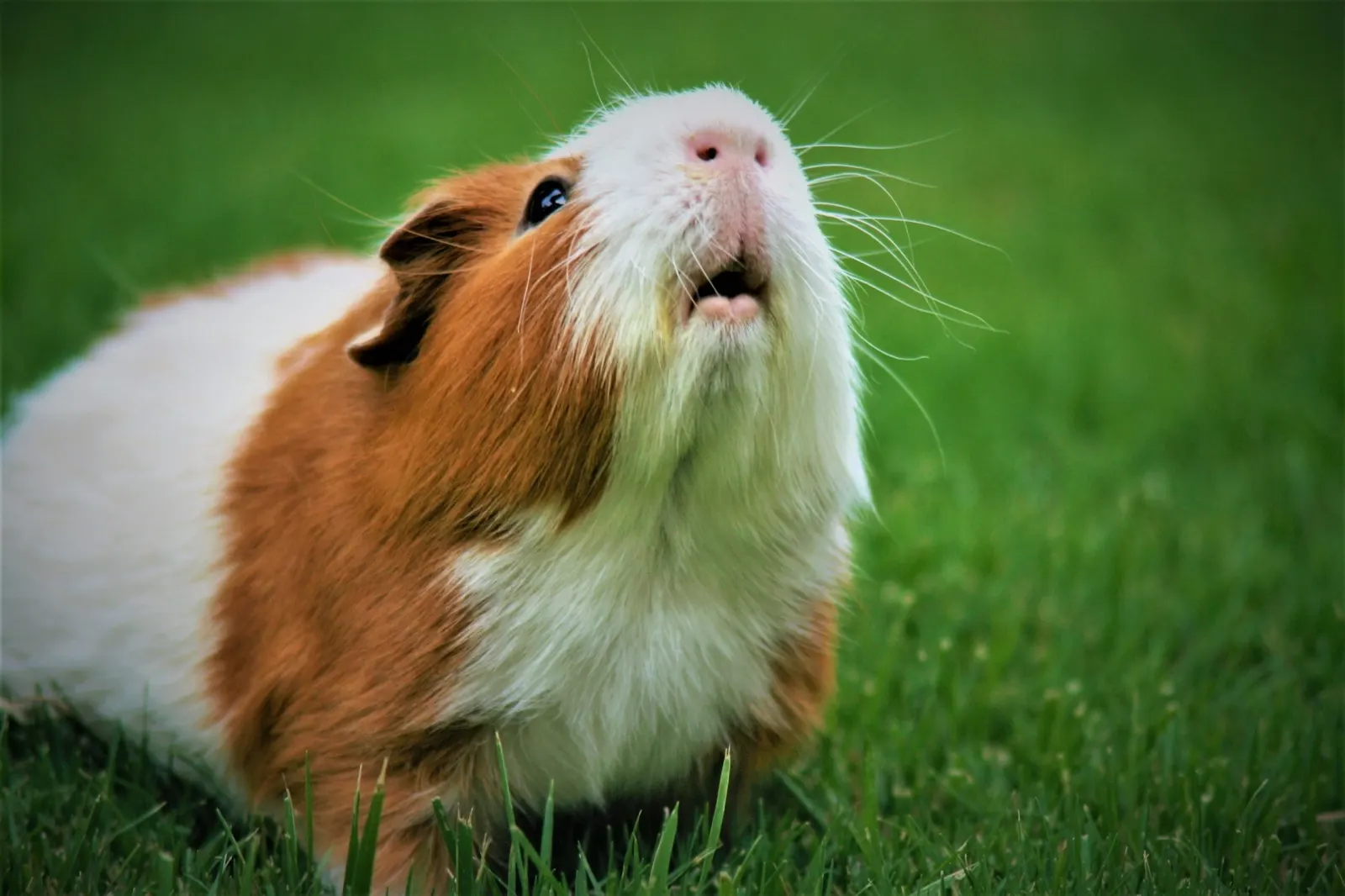 How Much Does It Cost to Cremate a Guinea Pig? Insights from Animal Aftercare.